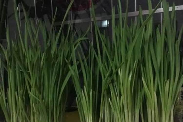 蒜苗生长期能用冲施肥啊怎么用啊