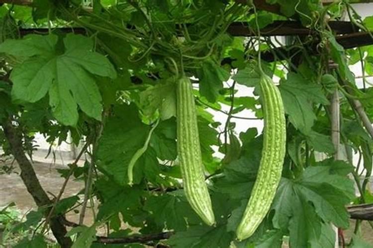 苦瓜用什么肥料最好