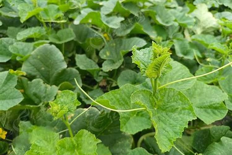 果树施什么肥料最好