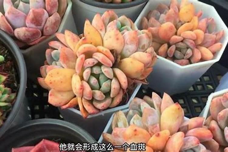 磷酸二氢钾可以浇多肉吗