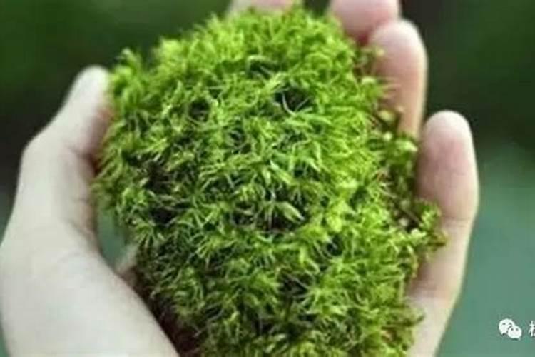 米兰花怎么培育小株