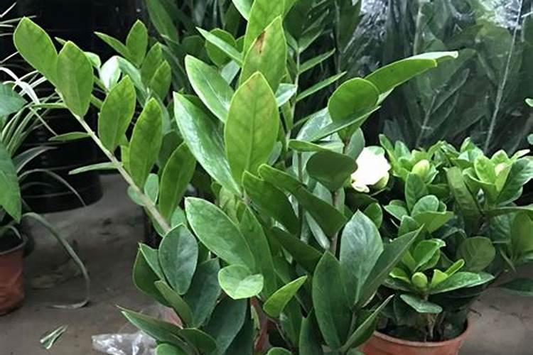 金钱树用什么肥料