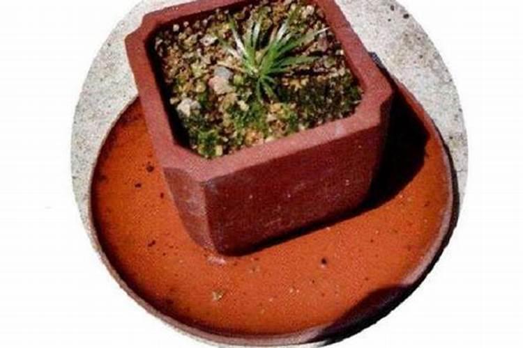 如何给菖蒲施肥