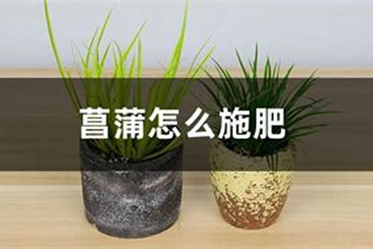 菖蒲叶子黄了怎么办