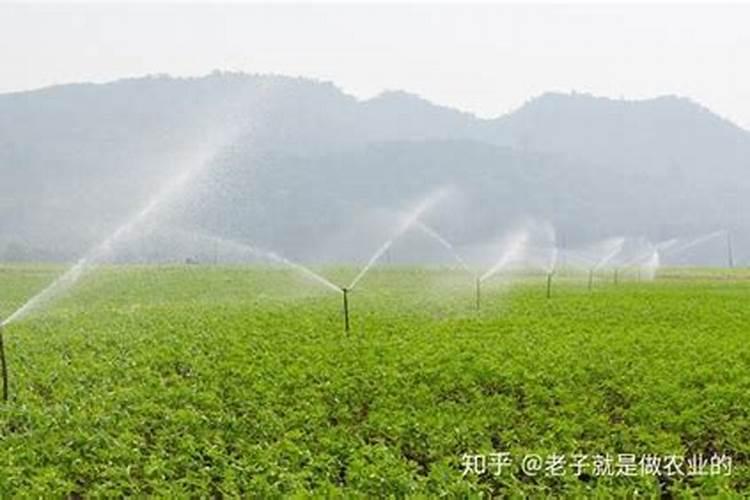 滴灌施用水溶肥时怎样才能起到最好的效果