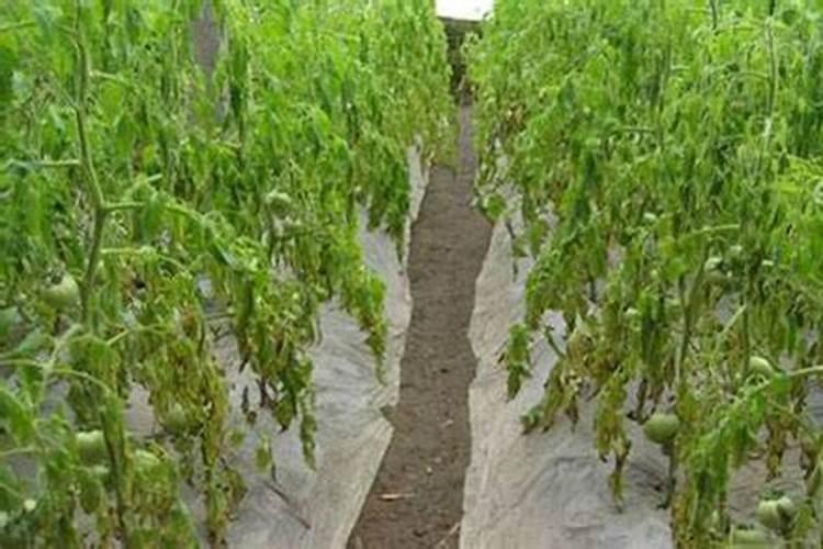 室外天气凉用什么肥料蔬菜可以快速生长？
