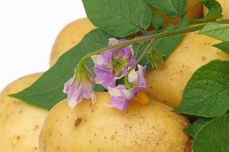 土豆开花后施什么肥料,土豆开花后结的果实能吃吗