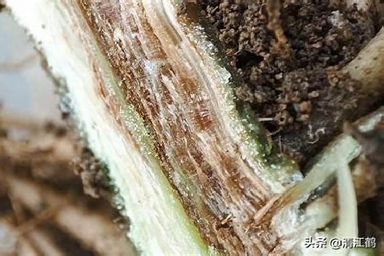 哈茨木霉菌能与吡蚜噻嗪酮混用吗