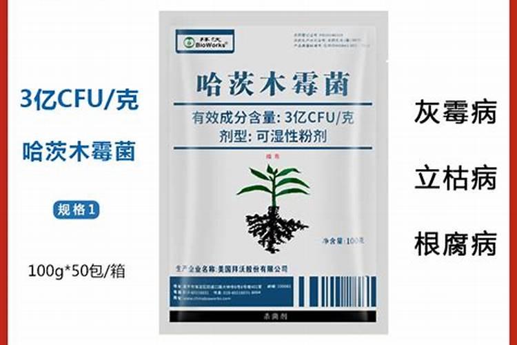 生姜黄叶病打什么农药