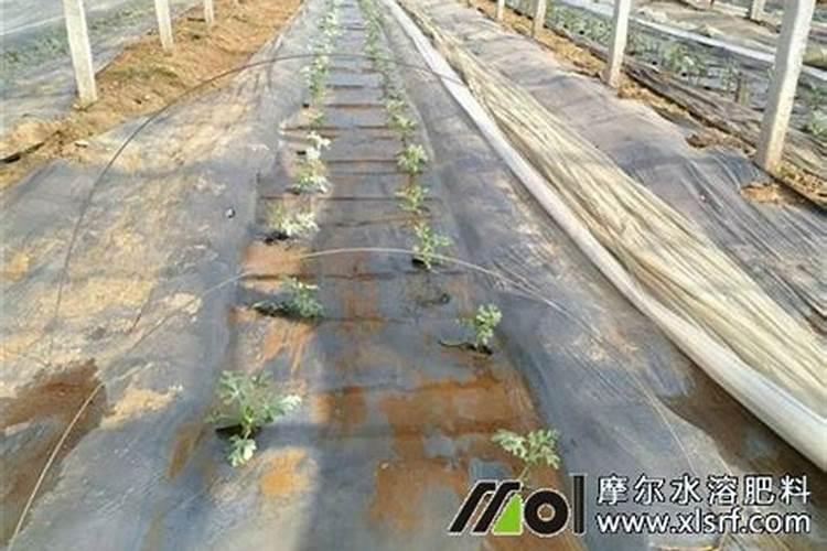 番茄汁浇红衫鱼怎么做好吃