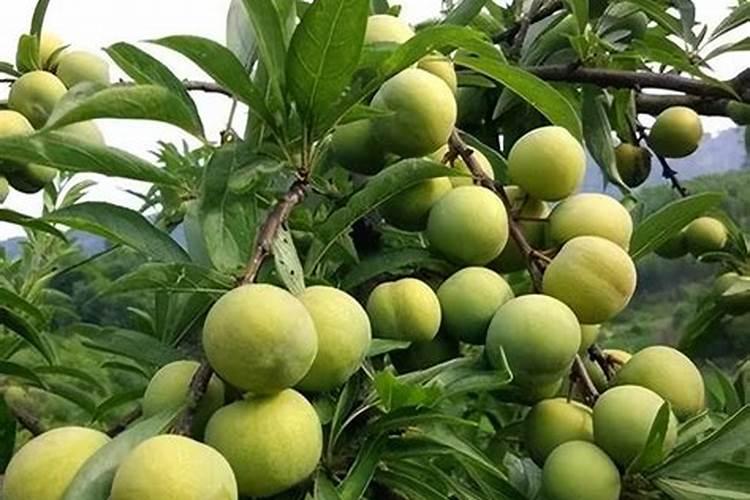 李子怎样保花保果