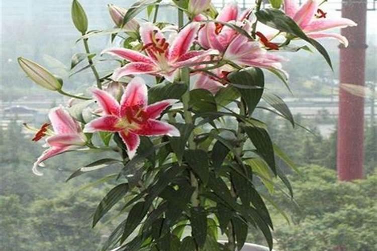 养龟的粪水可以直接浇花吗