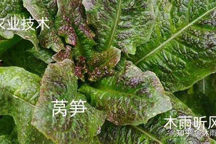 养龟的粪水可以直接浇花吗养龟的粪水能不能直接浇花