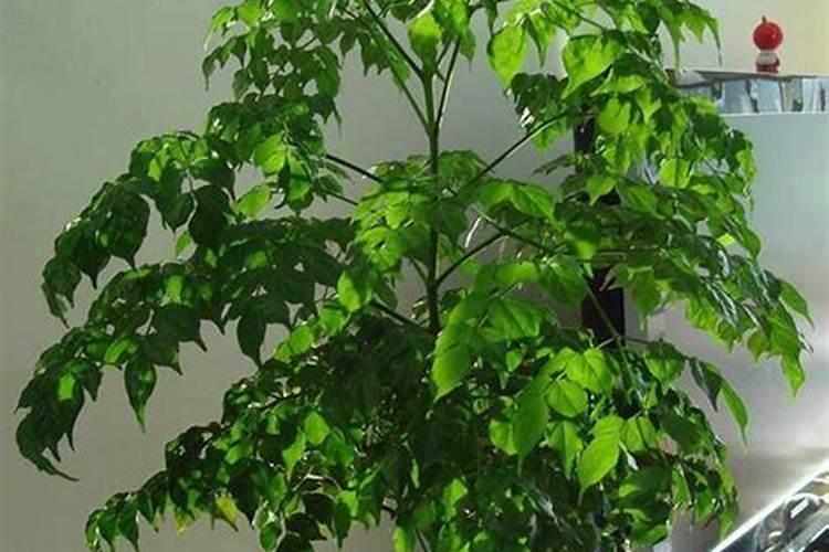 幸福树换盆后如何施肥,勤施淡肥/氮肥和钾肥最好