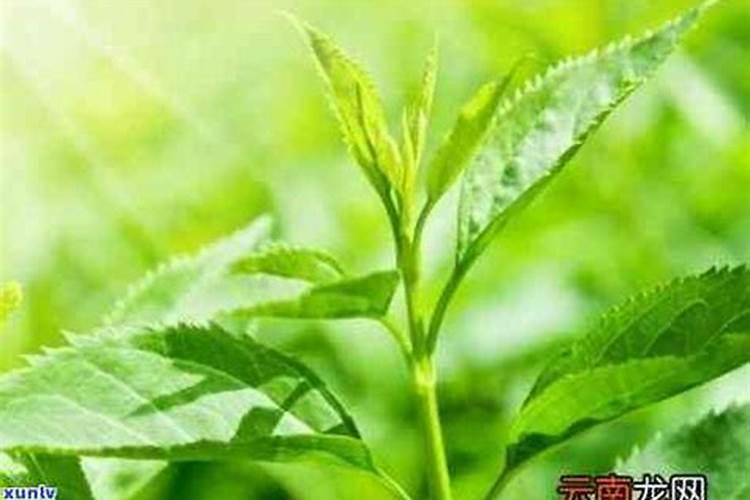 安徽毛峰茶叶特点