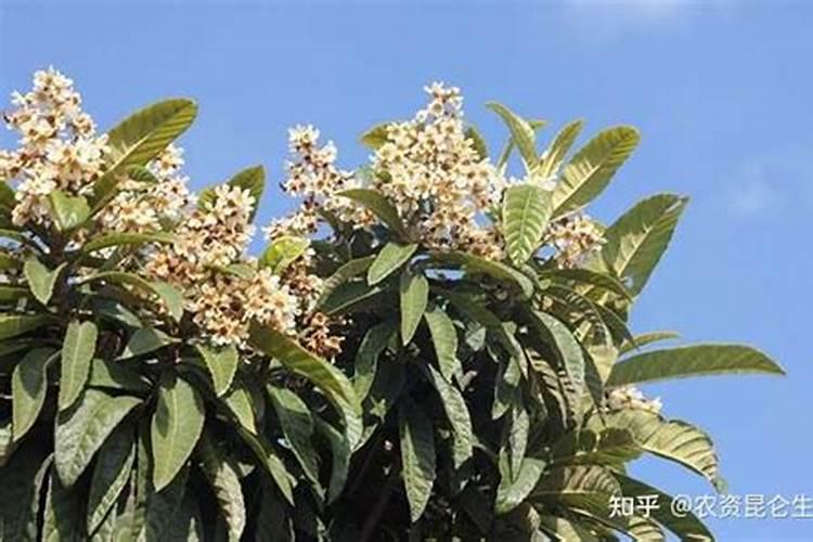 控制枇杷果核变小用什么植物调节剂