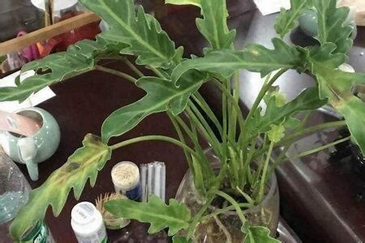 玉米要施肥几次 玉米的施肥注意事项