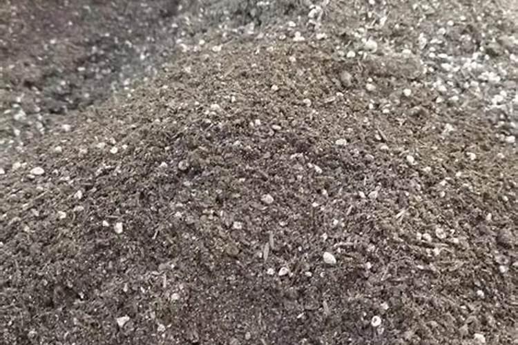 香芋的反季节栽培技术？