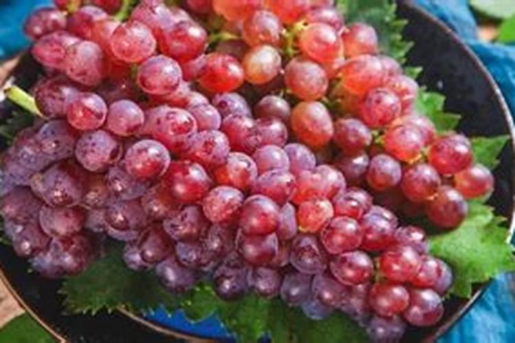 夏黑葡萄后期管理