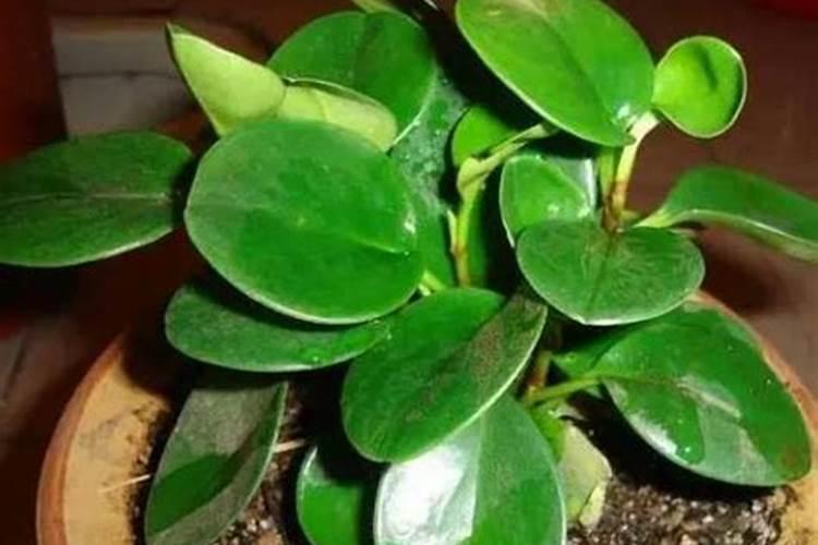 碧玉植物怎么施肥