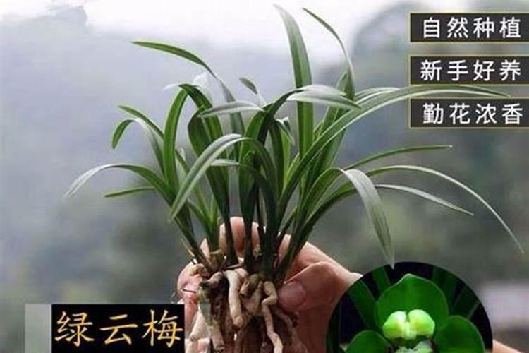 兰草花浇什么肥最好