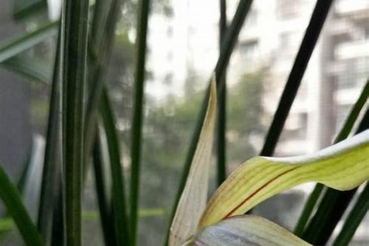 兰花的施肥方法及注意事项兰花的施肥方法介绍