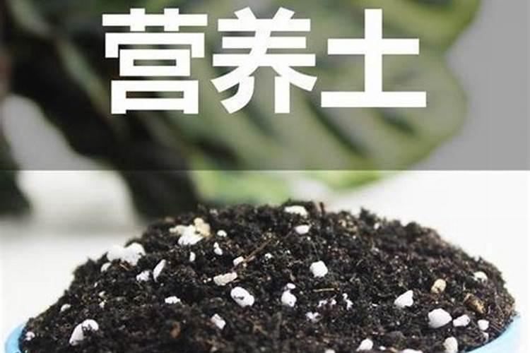 室内养花别乱施肥,别乱喷水,植物会活得更好