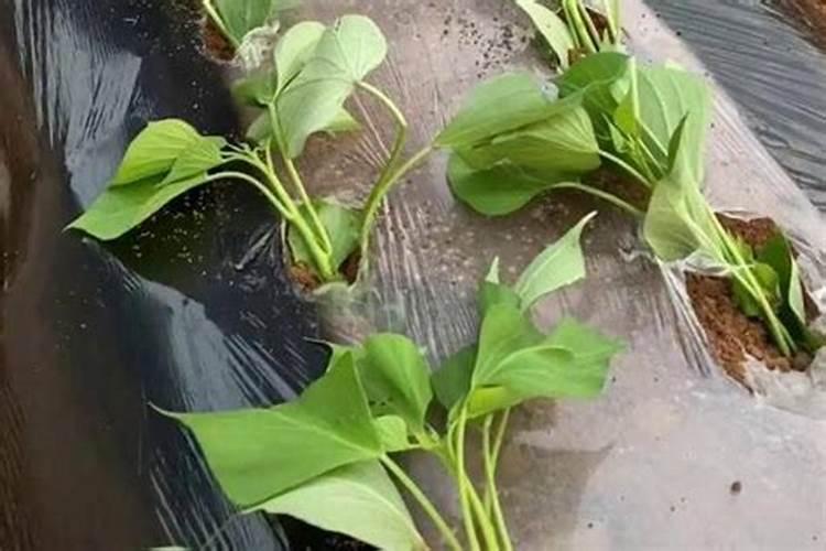 山芋苗怎么栽高产