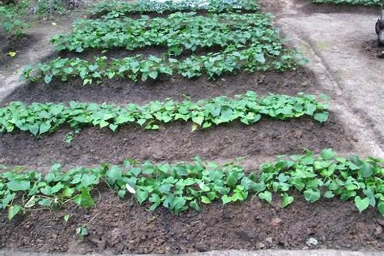 红薯苗期如何修枝才能使红薯高产