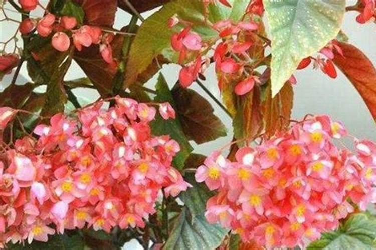 四季秋海棠施什么肥