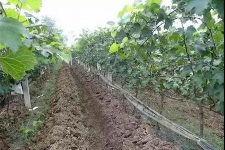 丑橘盆栽养殖方法 丑橘盆栽如何养殖
