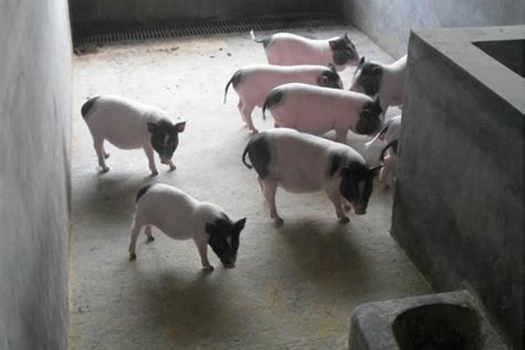 腐植酸是什么成份？主要作用是什么？
