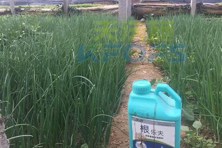 葱用什么肥料最好