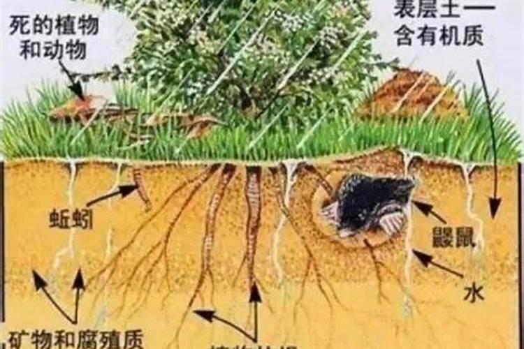 开垦了一片农田,添加腐殖酸有机肥有什么好处吗？