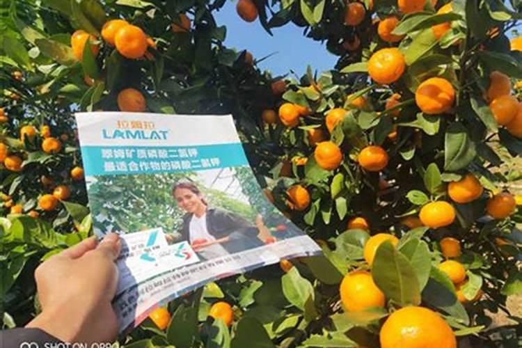 蓝莓开花结果期施什么肥好