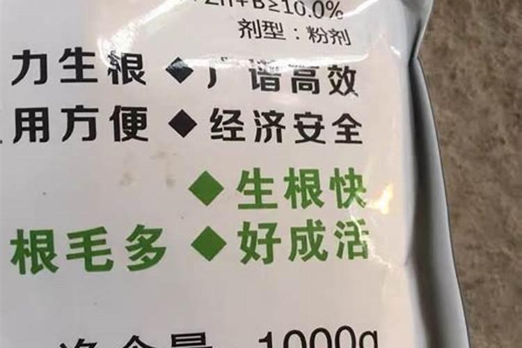 月季花修根能马上施肥浇水吗