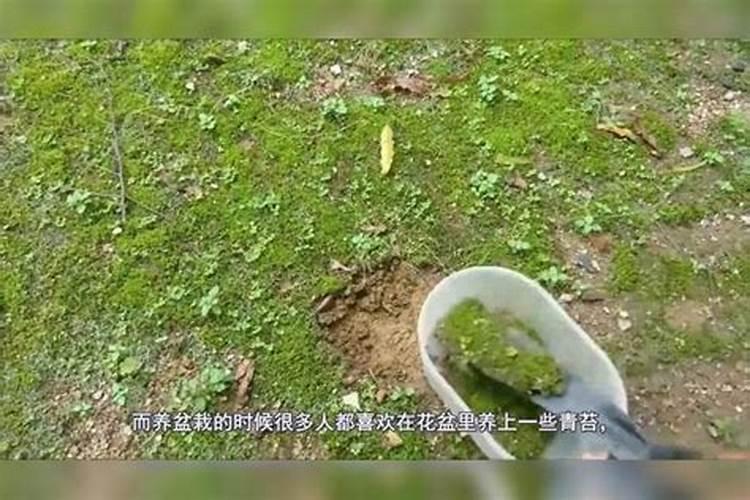 磷肥能杀青苔肥水吗