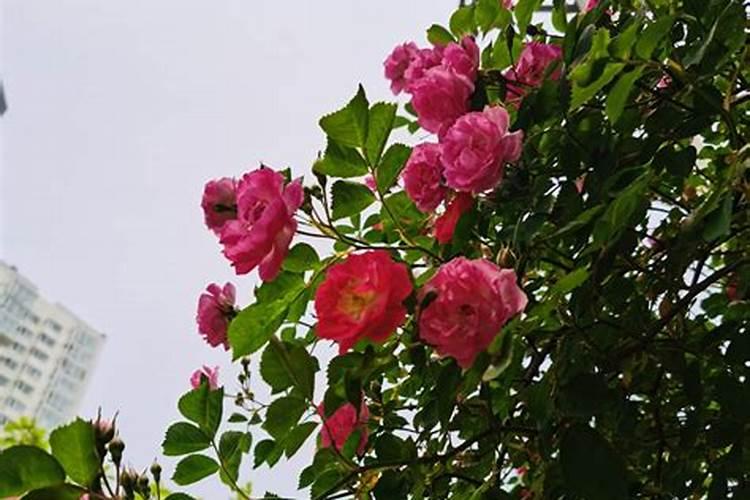 蔷薇叶子发黄怎么办
