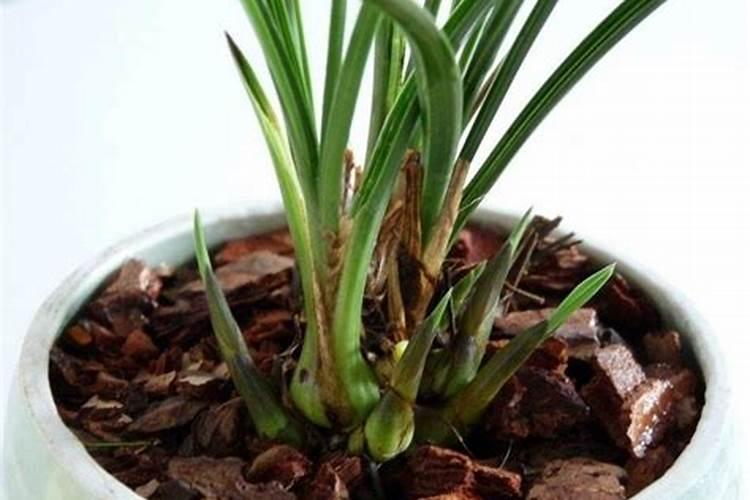 春天兰花怎么施肥