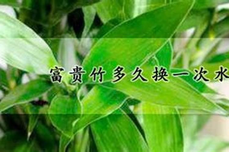 水养富贵竹应该如何施肥