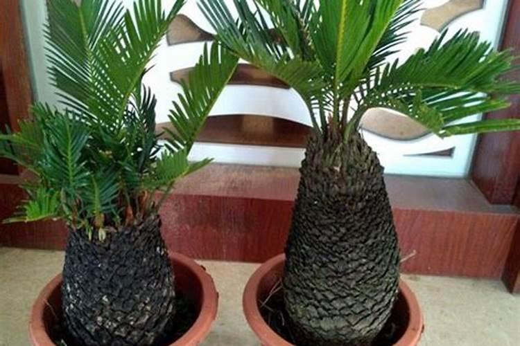 新买回来的铁树要怎样种？要注意那这些细节？