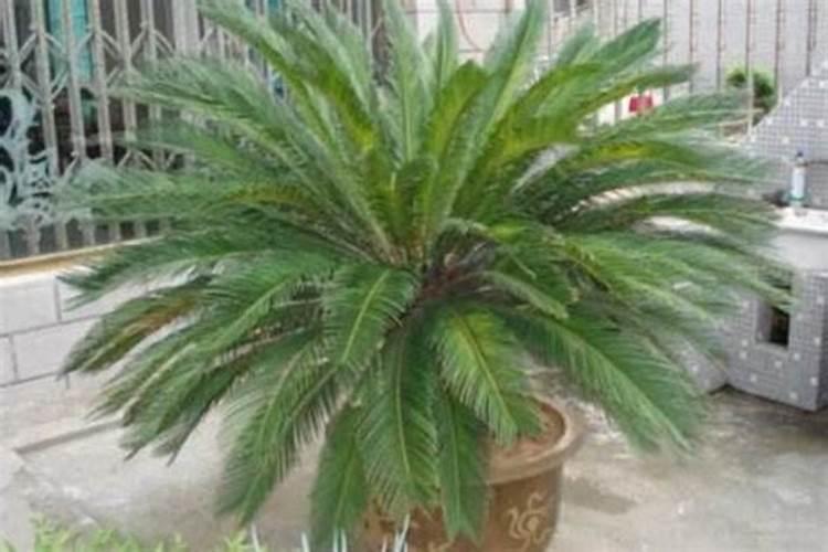 新买回来的铁树要怎样种？要注意那这些细节？