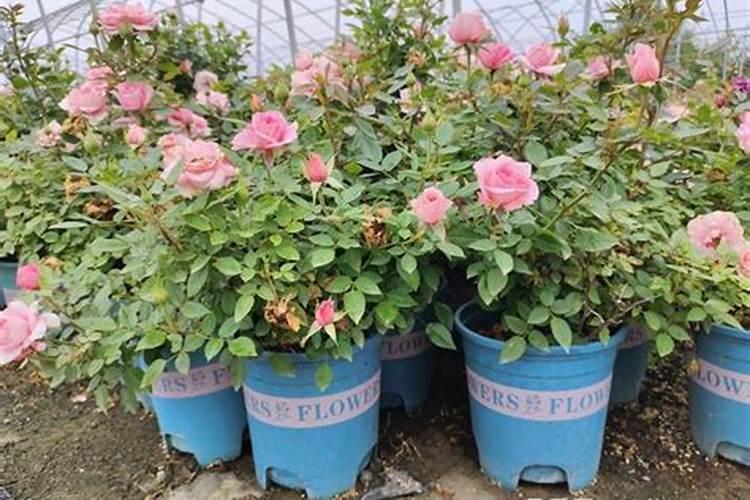 夏季月季花浇什么肥水花朵挂满枝