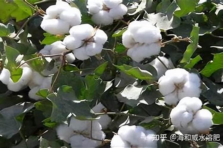 水溶肥怎么做