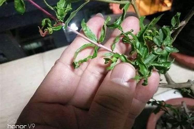 紫薇下山桩养殖方法