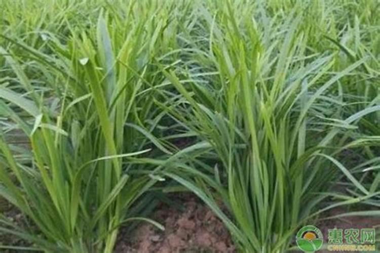 韭菜用什么肥料长得又肥又壮(用什么肥料叶子又粗又黑)