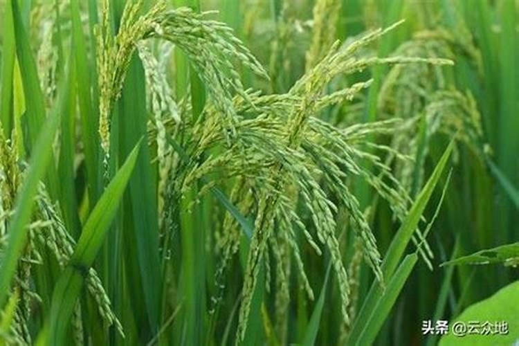 柑桔施钾肥最佳时间 正确使用方法有哪些