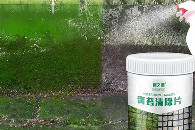鱼池长青苔最好的方法