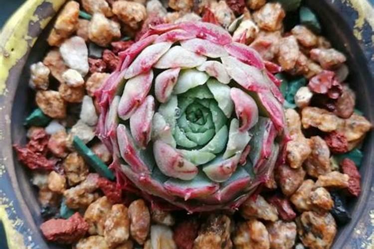 颗粒控释肥适合多肉吗？