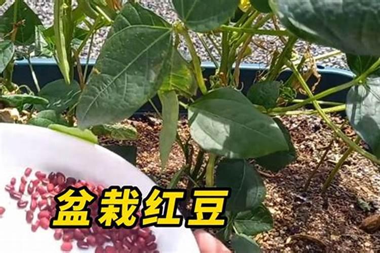 红小豆什么时候种